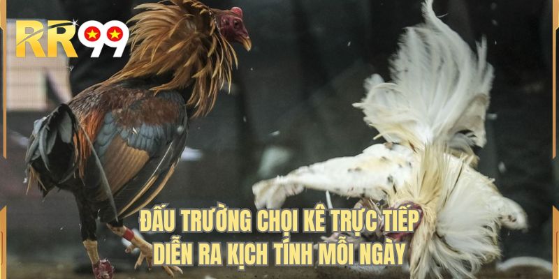 Đấu trường chọi kê trực tiếp diễn ra kịch tính mỗi ngày